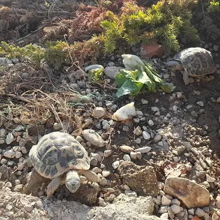 Secitrovi 3* فانو