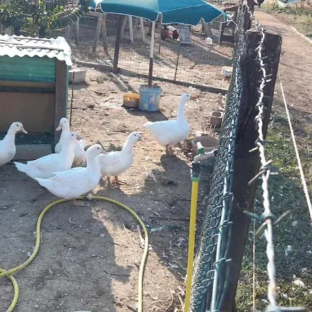 Secitrovi بيت ضيافة